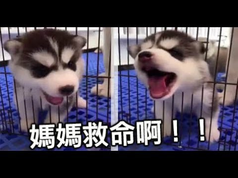 狗狗搞笑→小哈士奇貪玩卡在籠子縫「奶音狂叫」出不來..好不容易脫困了,結果下一秒更二的來了...